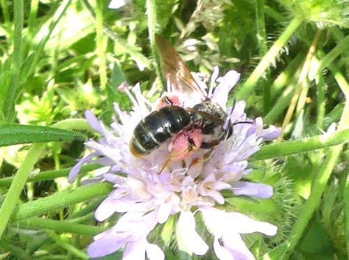 Andrena hattorfiana